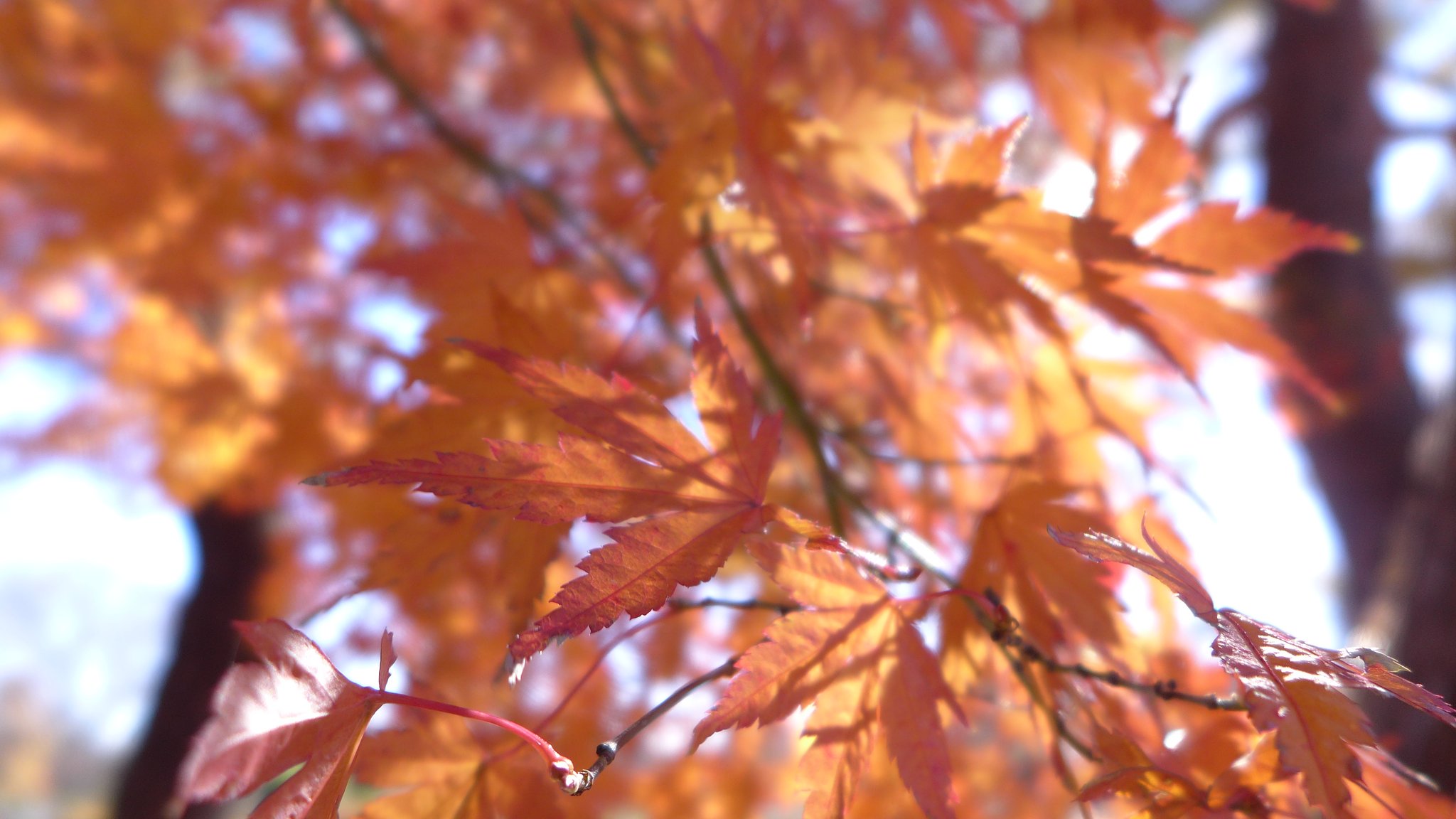 DC VARIO-SUMMILUX 1:1.4-2.3 / 4.7-17.7@露光間絞り