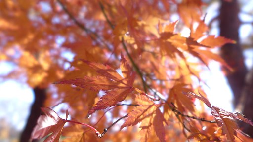 DC VARIO-SUMMILUX 1:1.4-2.3 / 4.7-17.7@露光間絞り