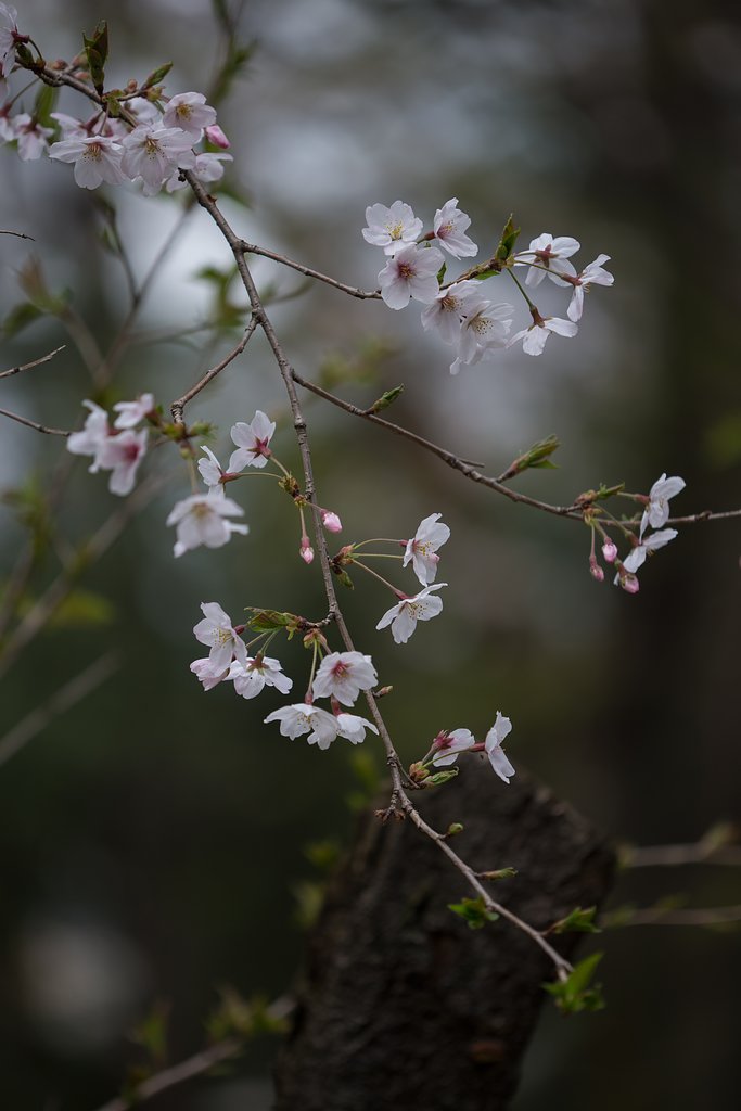 EF180mm F3.5 L MACRO