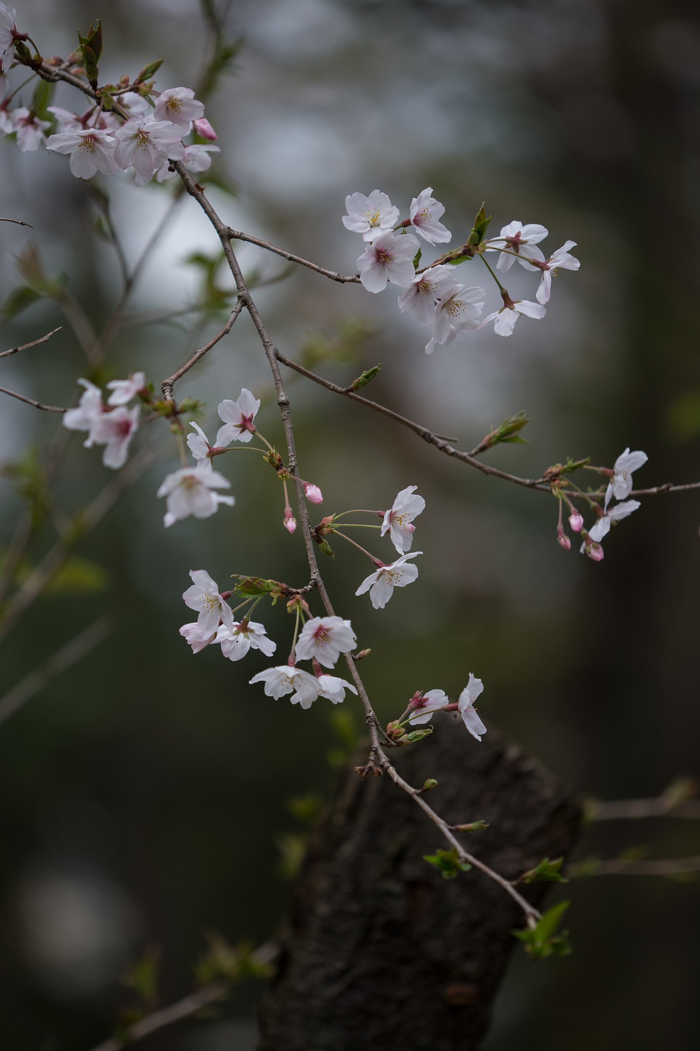 EF180mm F3.5 L MACRO