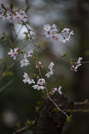 EF180mm F3.5 L MACRO