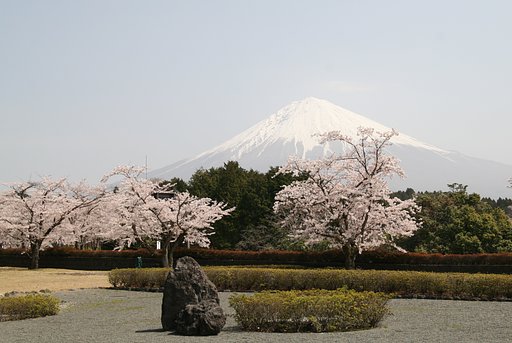 桜と富士
