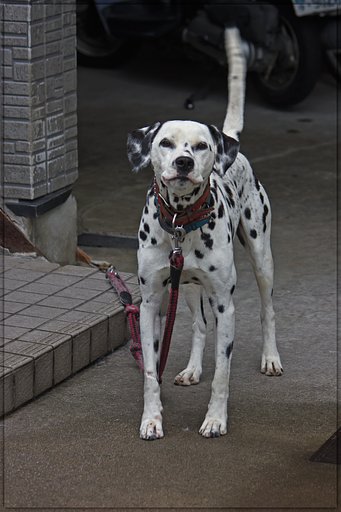 微【笑】～懸命に吼える一匹ワンちゃんの素顔