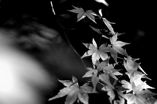 【春夏秋冬】落葉