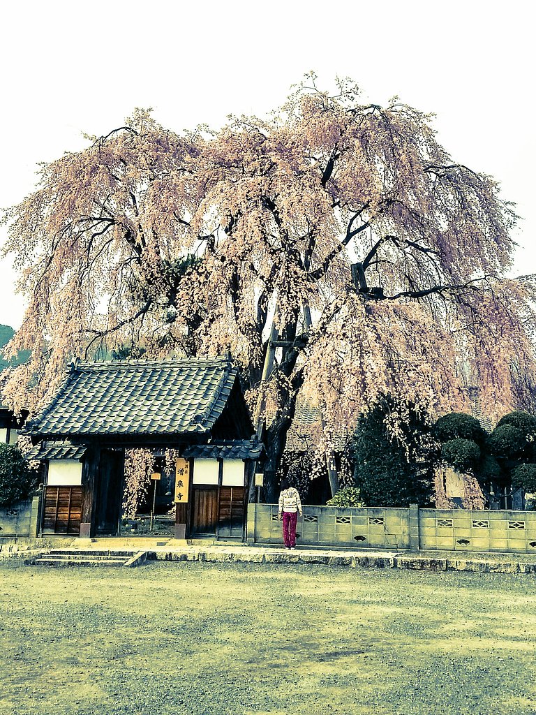 【縦画像】しだれ桜