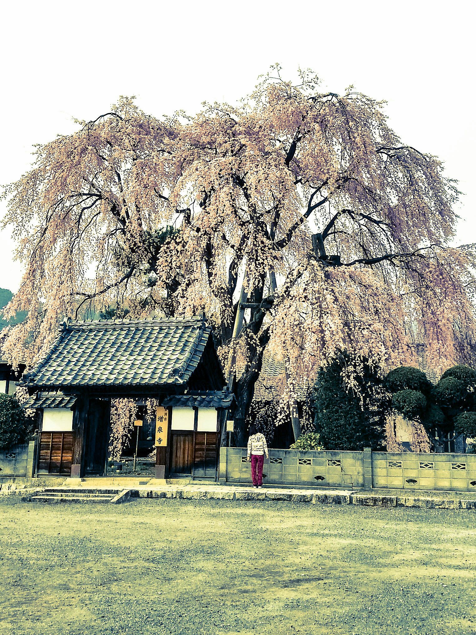 【縦画像】しだれ桜