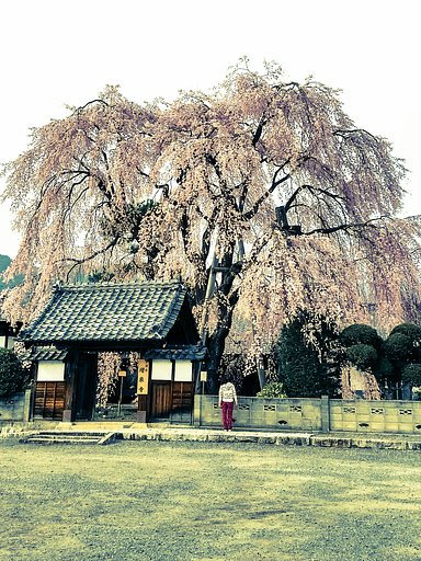 【縦画像】しだれ桜