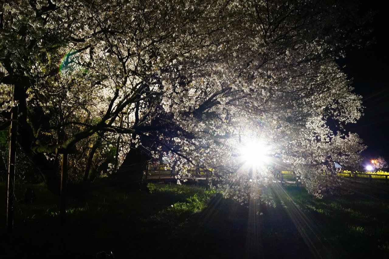 一心行の大桜