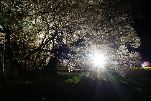 一心行の大桜