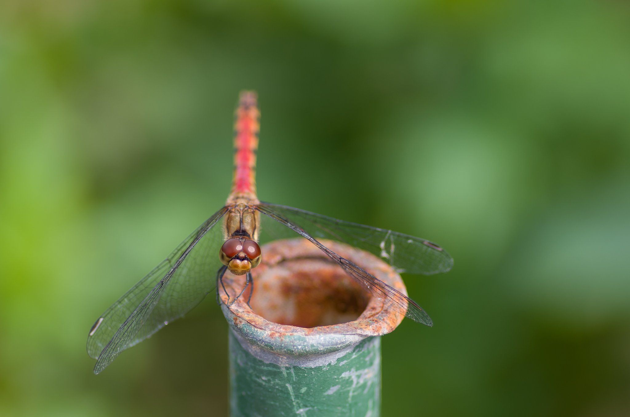 PENTAX-D FA MACRO 100mm F2.8 