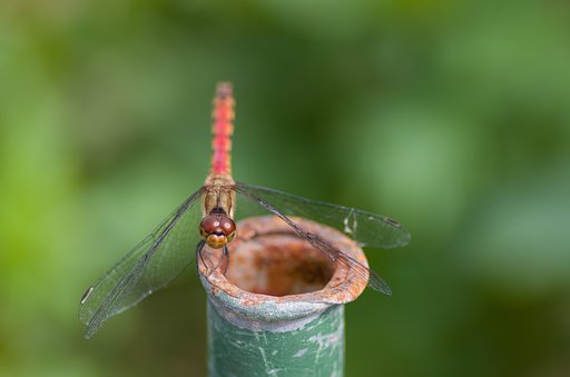 PENTAX-D FA MACRO 100mm F2.8 