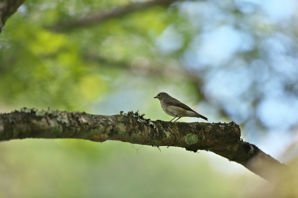 オオルリ♀