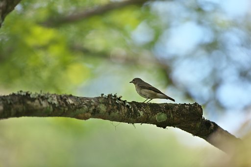 オオルリ♀