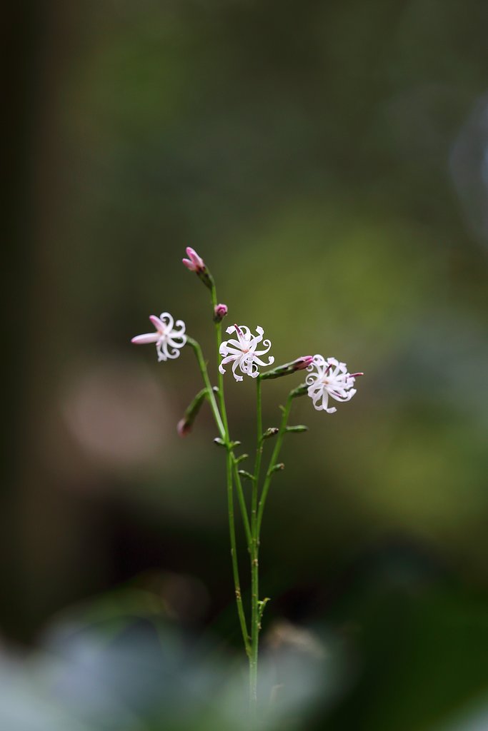 今年も恒例の花を
