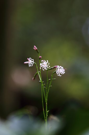 今年も恒例の花を