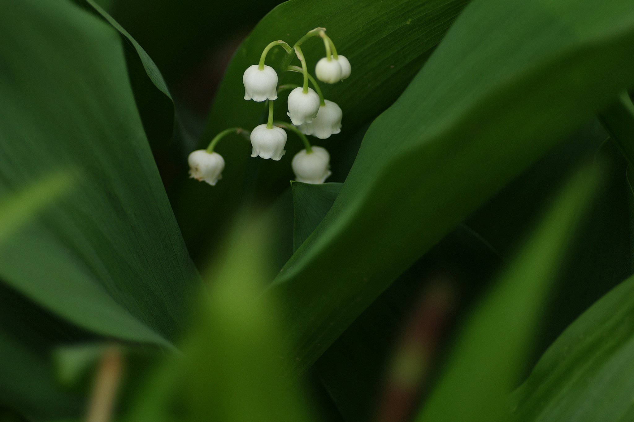 STF135/2.8