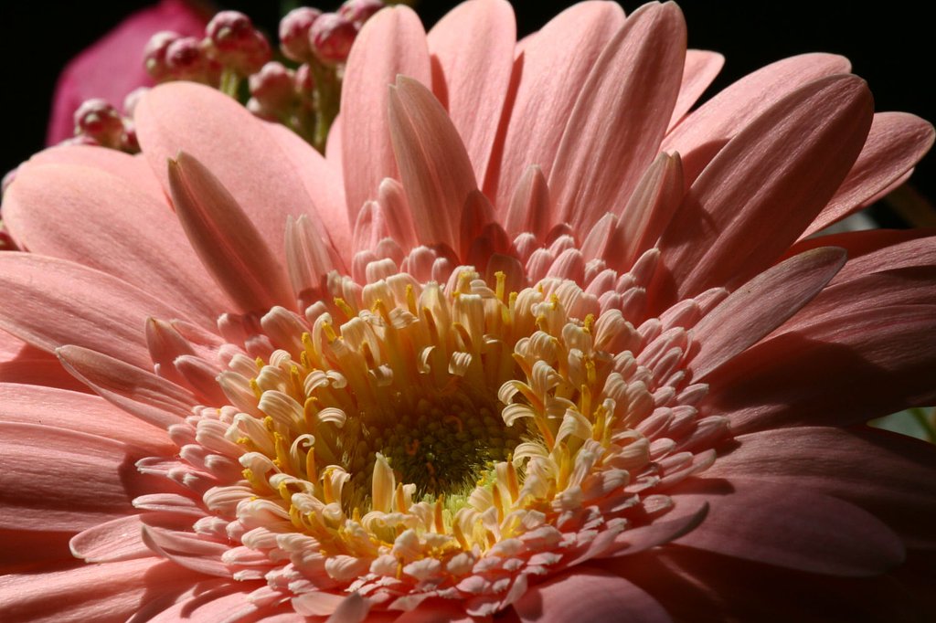 Canon EF180mmF3.5L Macro