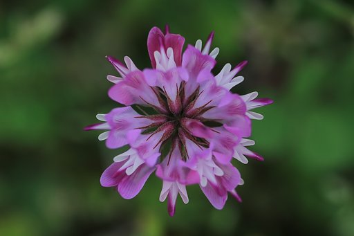 田んぼの万華鏡