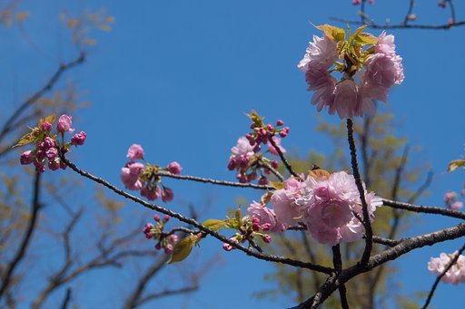 M.ZUIKO 12-50mm F3.5-6.3 EZ