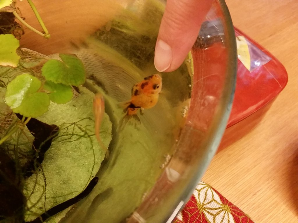 【笑】金魚にキスされて