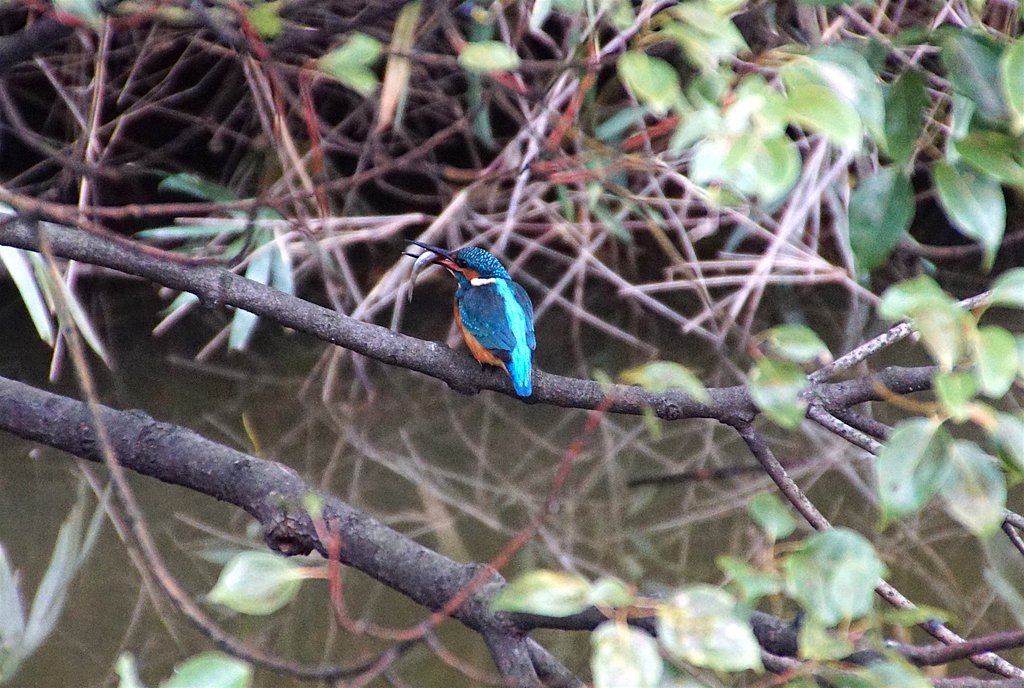 カワセミくん