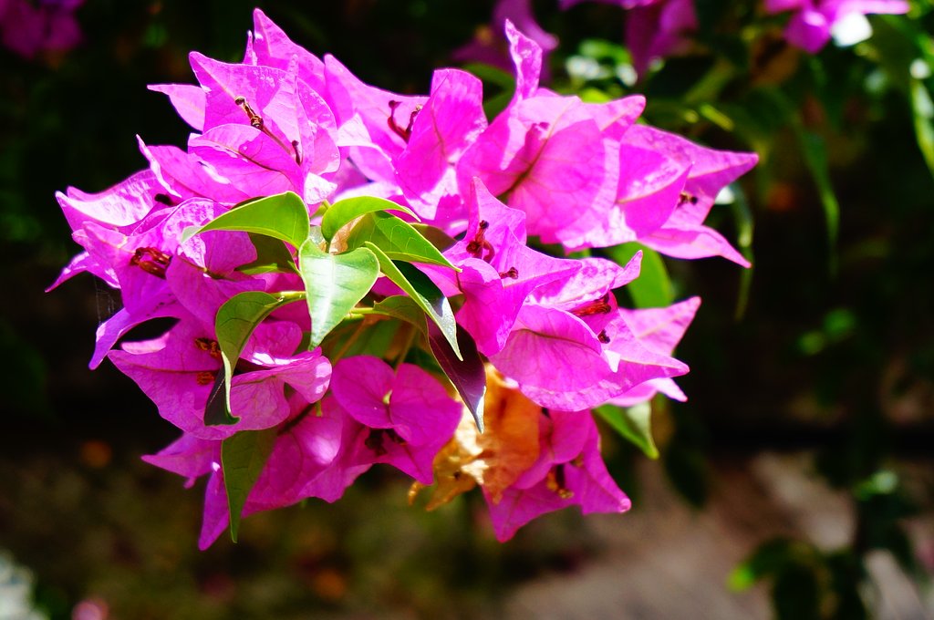 花