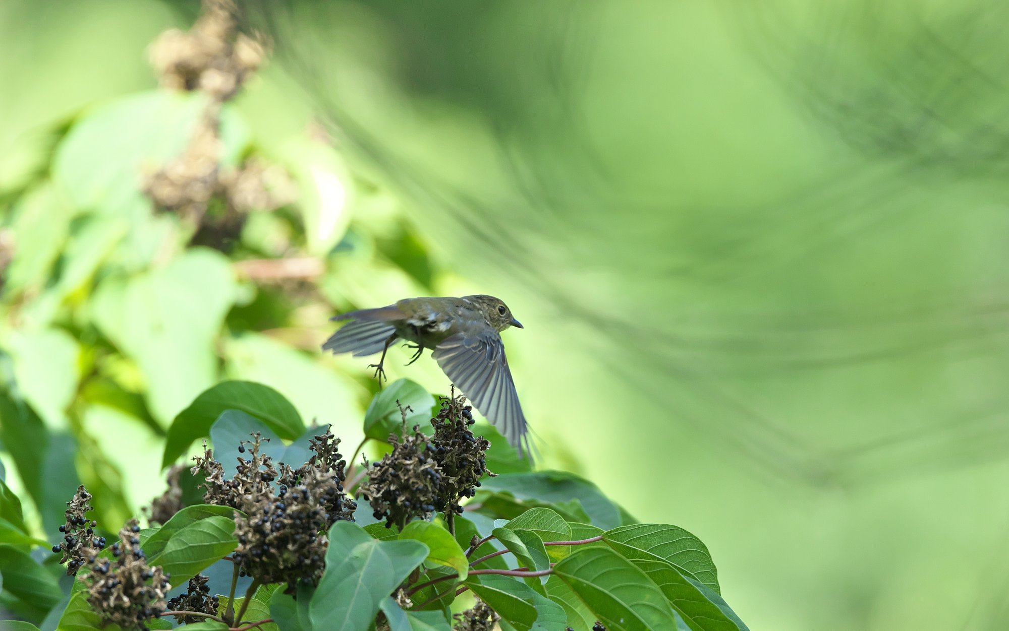 キビタキ♀飛ぶ
