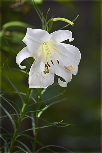 白百合