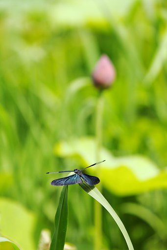 梅雨晴れのチョウトンボ