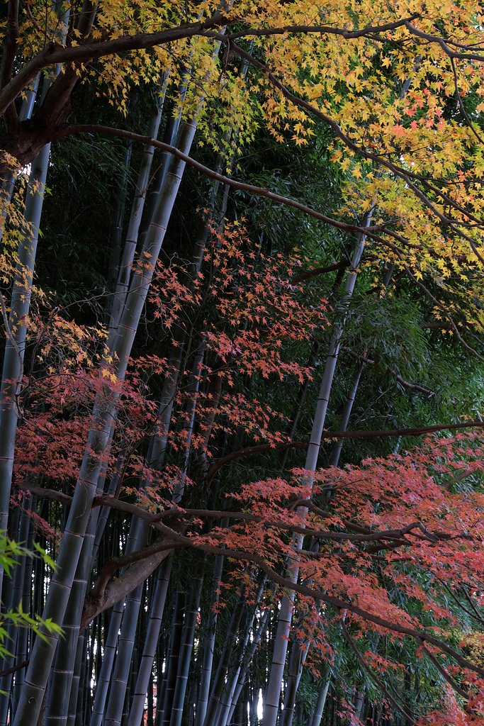 12月の紅葉