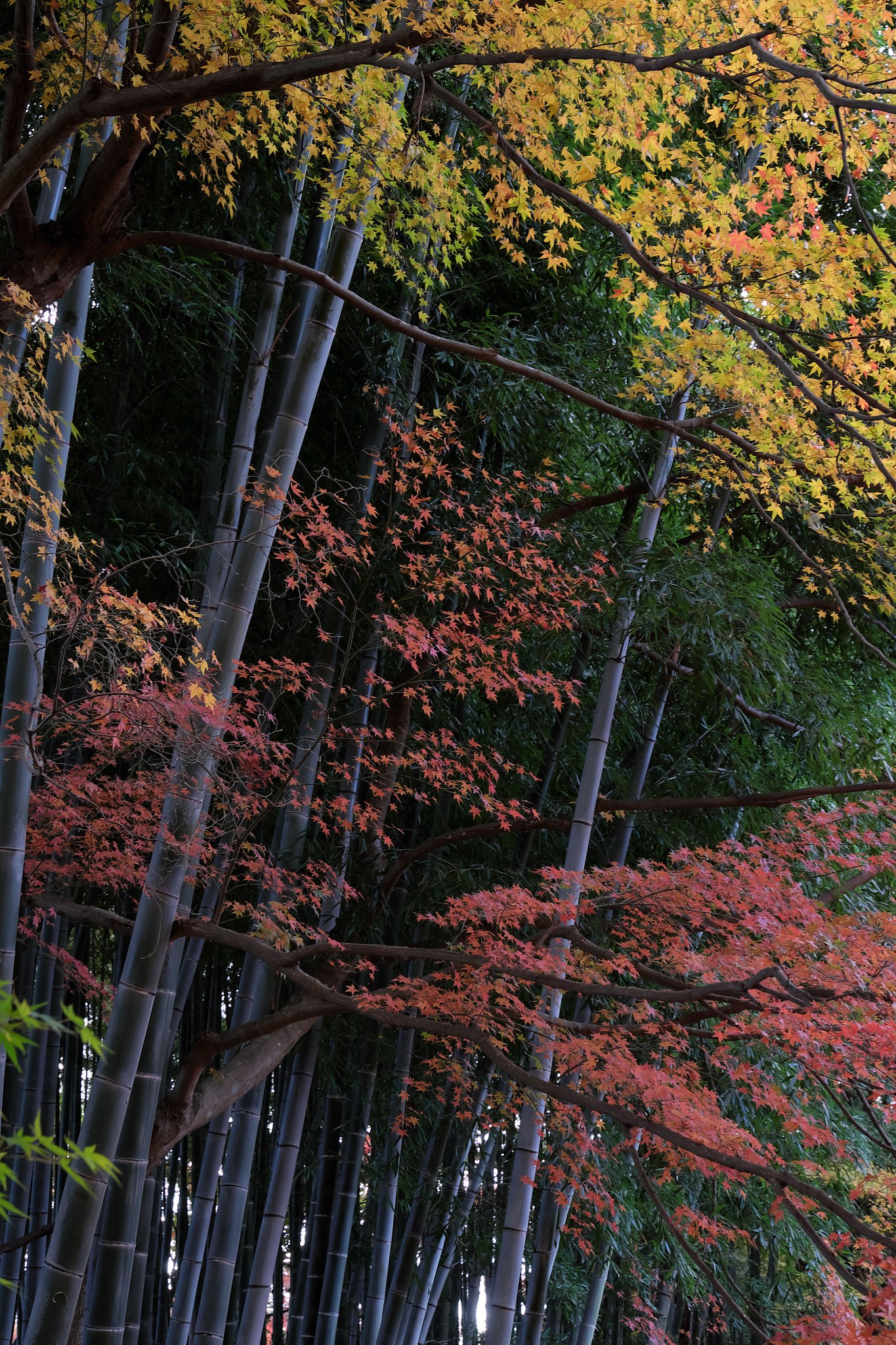 12月の紅葉