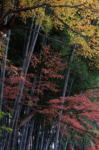 12月の紅葉