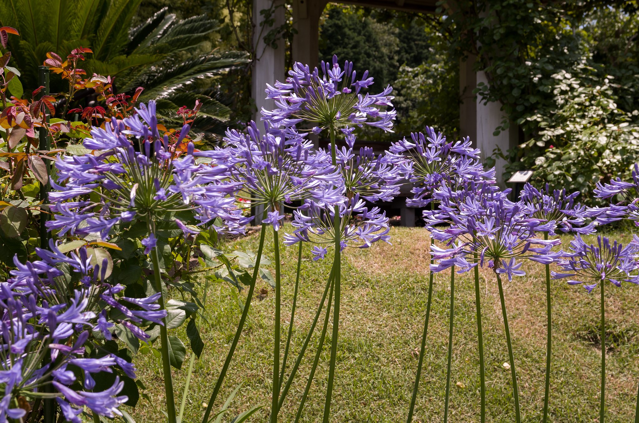 SIGMA 17-70mm F2.8-4 DC MACRO 