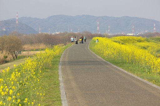 【今年の一枚】 菜の花堤防