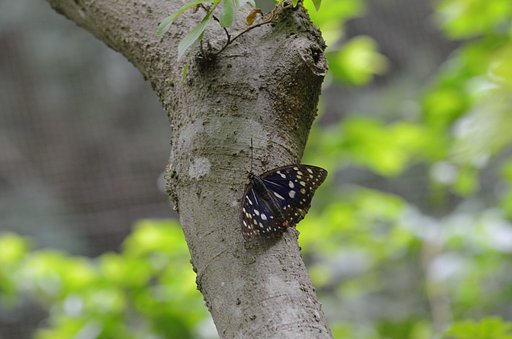 国蝶「オオムラサキ」
