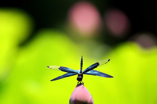チョウトンボ　倒立
