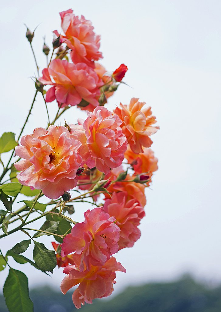 PENTAX-DA 70mmF2.4 Limited