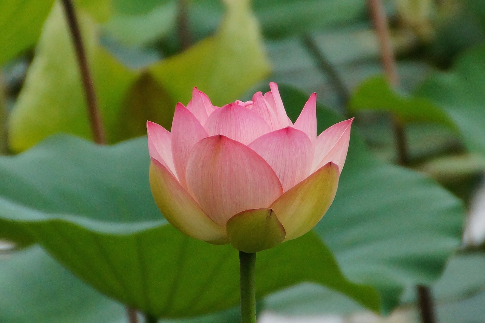 七月の誕生花　ハス