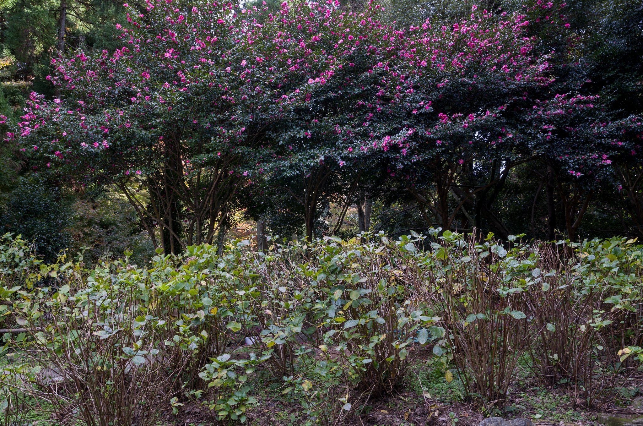 山茶花