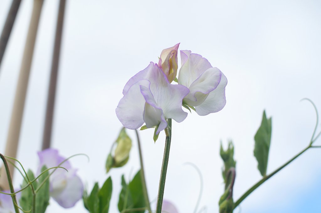 豆の花