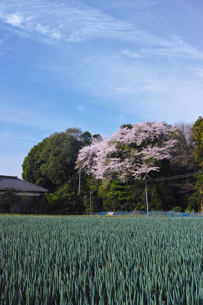 ネギ桜