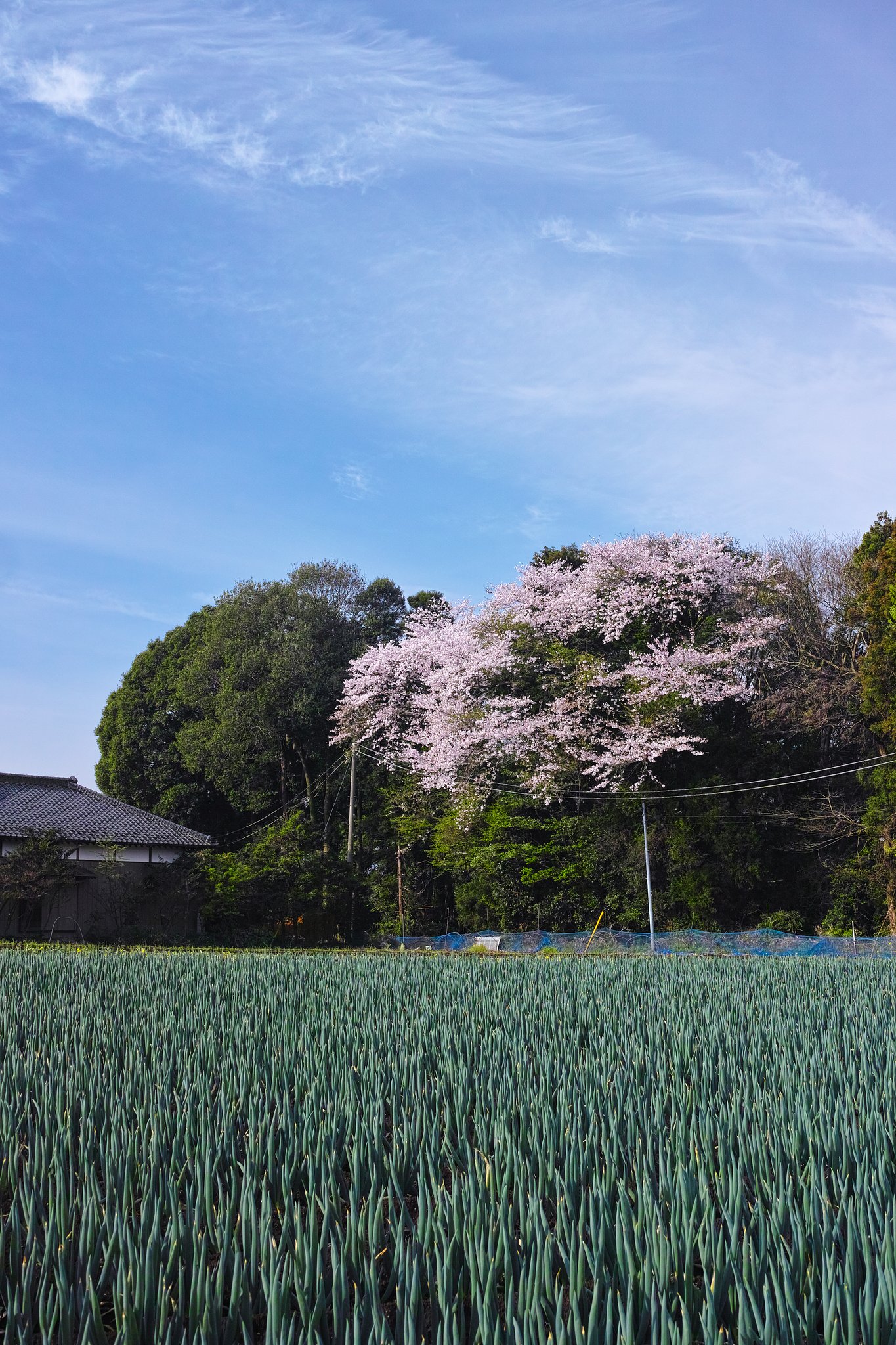 ネギ桜