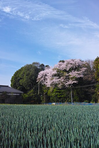 ネギ桜