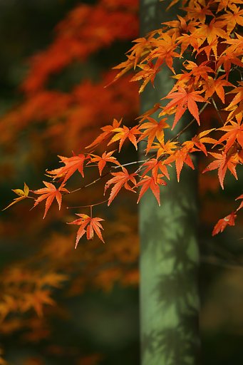 竹林紅葉　Ⅳ