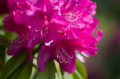 シャクナゲ