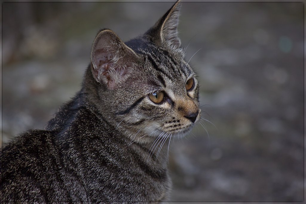 キジ子猫（元野良）