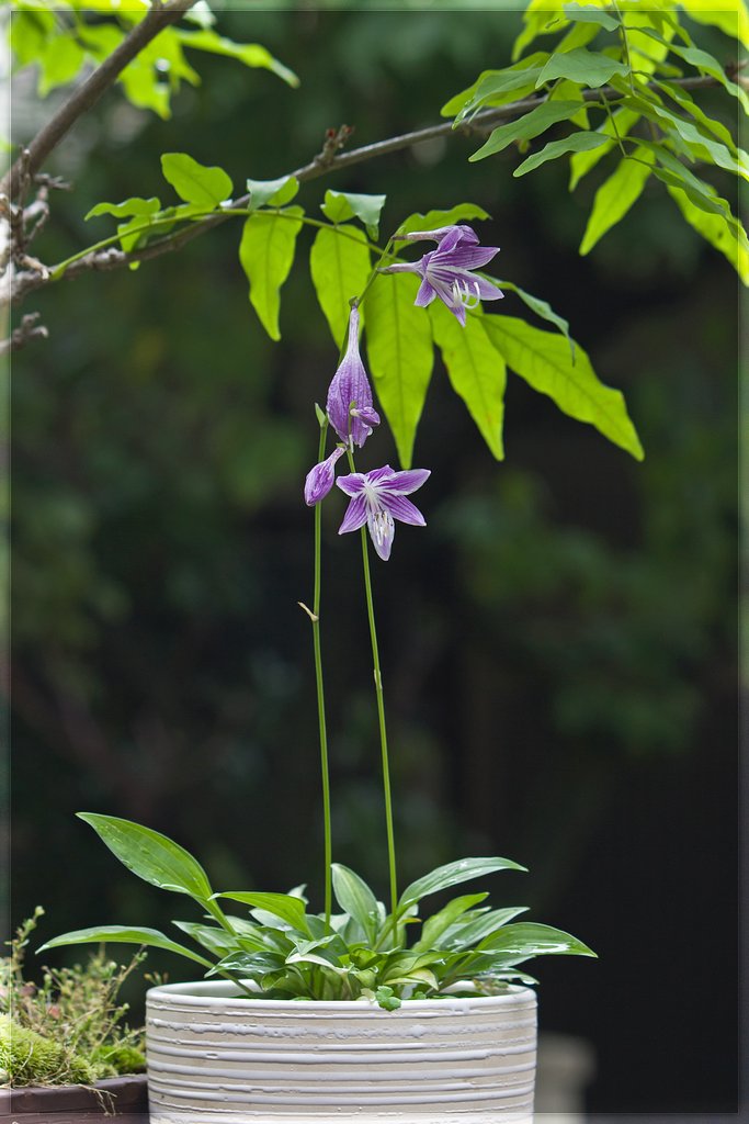ヒメギボウシの紫花。