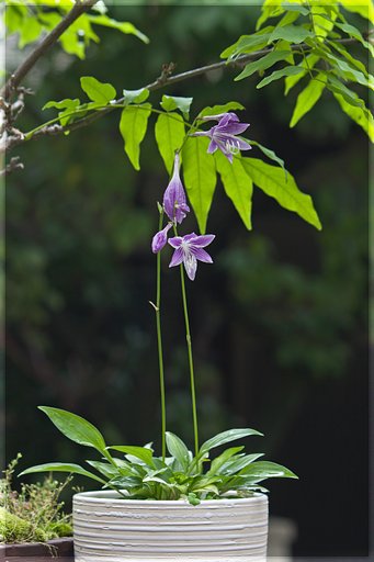 ヒメギボウシの紫花。