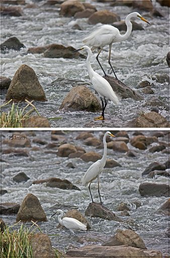 コサギとチュウサギ