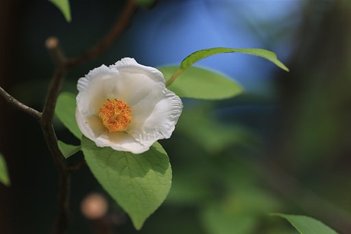 【今年の一枚】6月：ナツツバキ